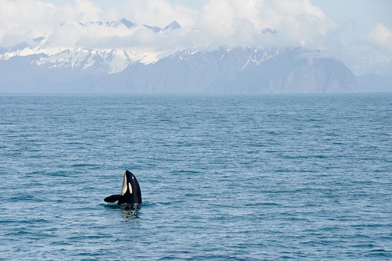 Orca Whales in Resurrection Bay, Alaska Kenai Fjord National park