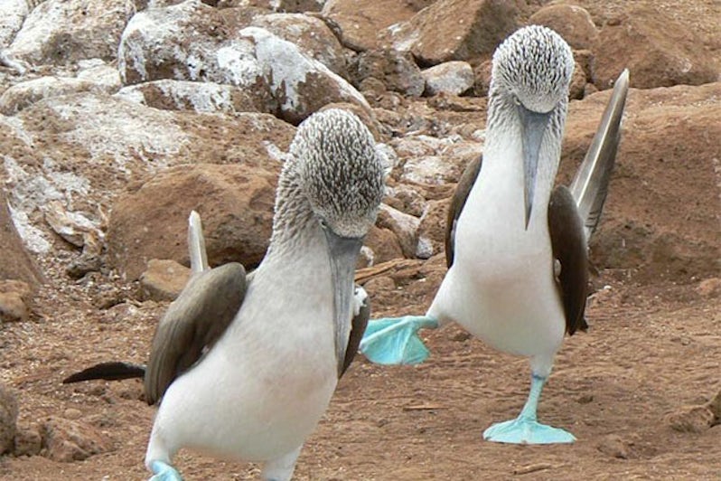 Blue-footed bobbies doing mating dance