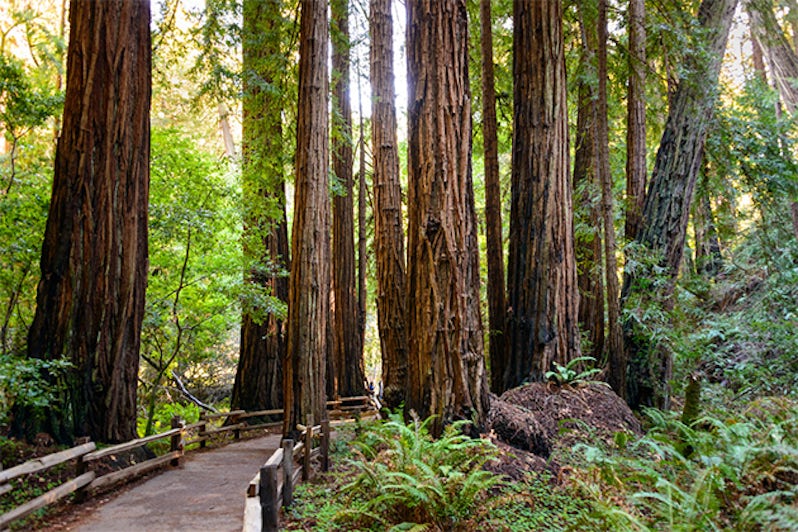 Tree-lined road at Muir Woods National Monument in San Francisco