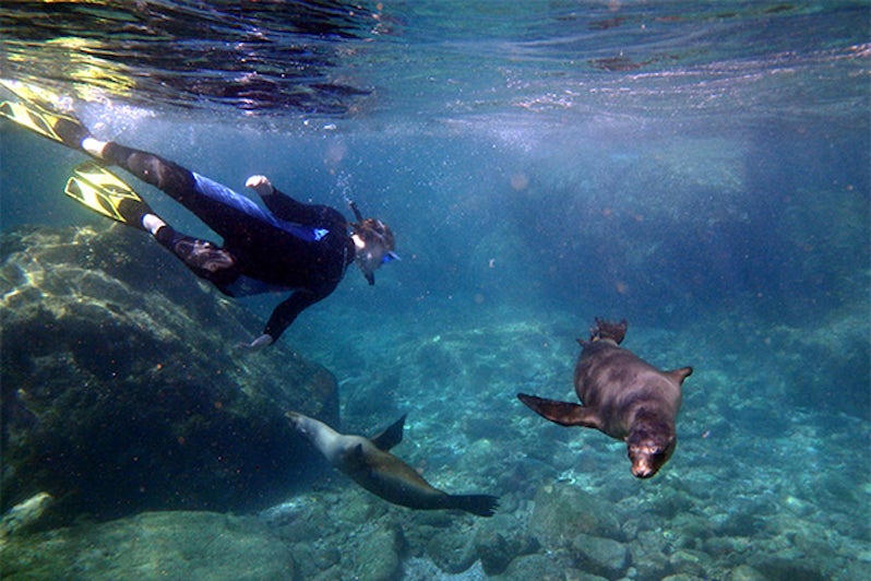 UnCruise passenger swimmin with sea lions