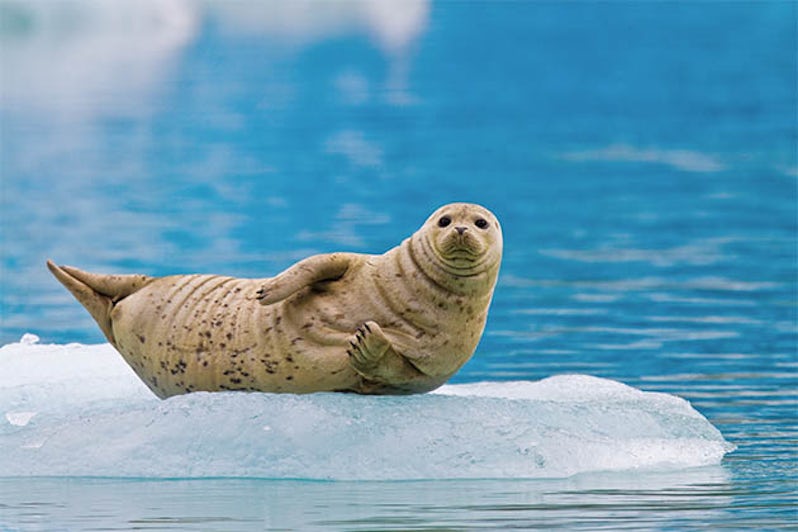 Abundance of Elephant Seals and Fur Seals