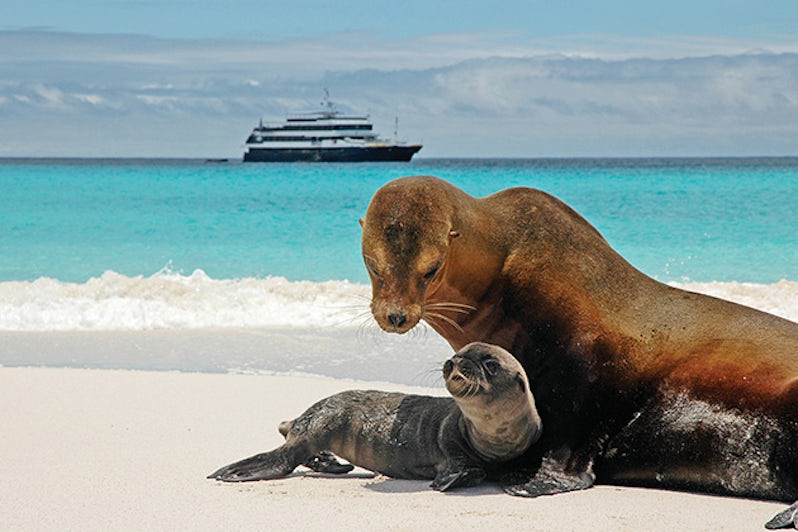 A sea lion mother and its pup laying on a beach in the Galapagos, with a view of National Geographic Islander in the background