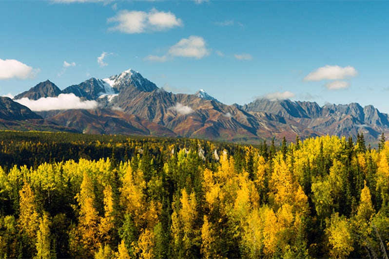 Fall colors in the Chugach National Forest in Alaska