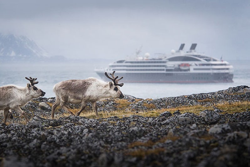 Arctic wildlife sightings on a Ponant cruise