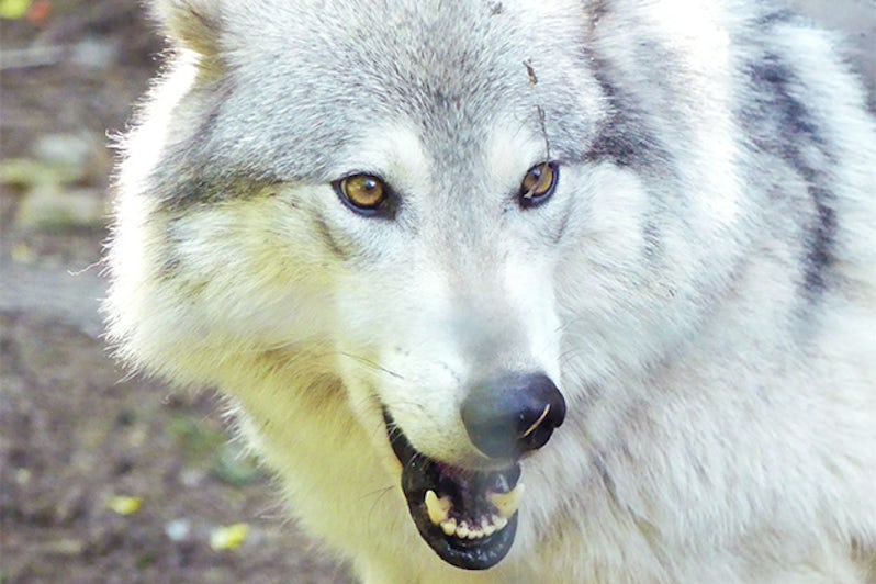 Close-up shot of a wolf at a wildlife refuge in Alaska