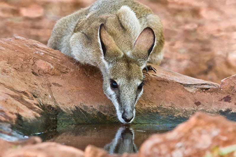 Female wallaby having drinking from a rock pool.