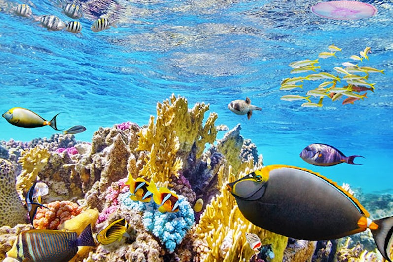 coral reef and colorful fish