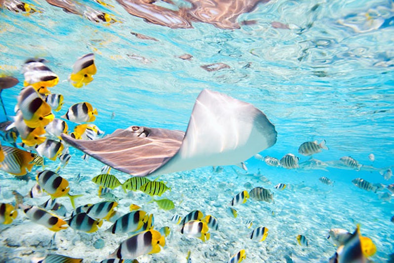 sting ray and a school of fish