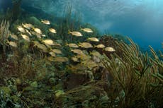 13 BEST Bonaire Shore Excursions: Things to Do, Cruise Day Tour