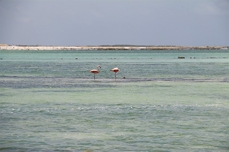 Flamingo-Seeking