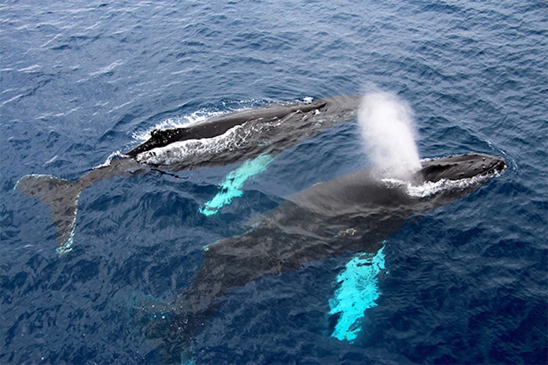 6. Whale Watching 