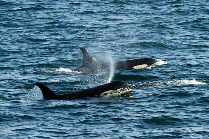 Killer Whales/Orcas