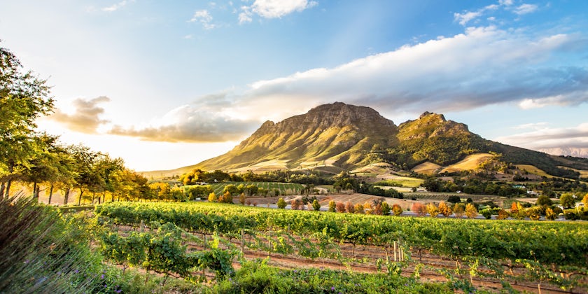 Wine Region Near Stellenbosch Looking at Simonsberg in South Africa (Photo: ModernNomad/Shutterstock)