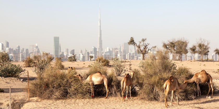 Camel Farm in the Desert of Dubai With Burj Khalifa in the Background (Photo: Philip Lange/Shutterstock)