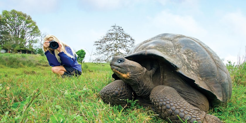 A blonde woman in the background photographing a Wild Galapagos giant tortoise in the foreground