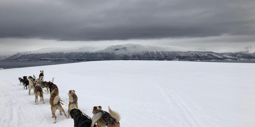 Husky Sledding in Tromso