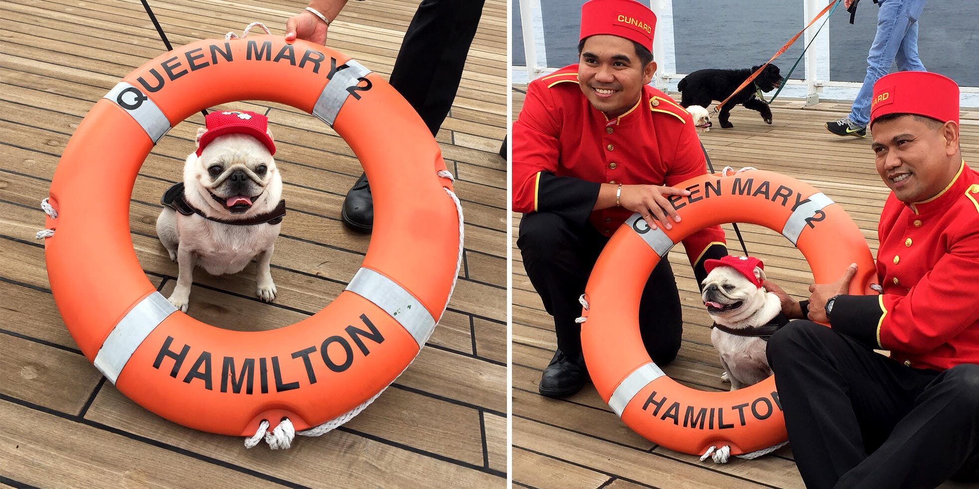 Cunard's Queen Mary 2 Kennels and How to Book Them for Your Next Cruise