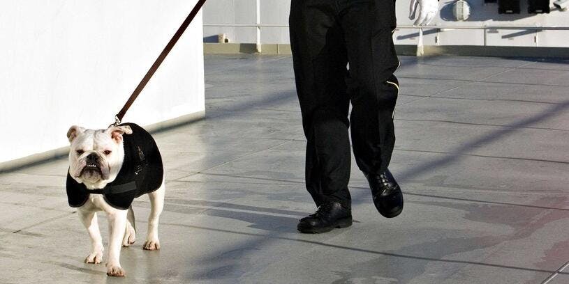 Cunard's Queen Mary 2 Kennels and How to Book Them for Your Next Cruise