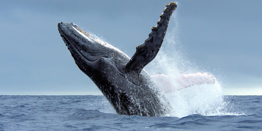 Humpback Whale Breaching in Tonga Waters (Photo: Tomas Kotouc/Shutterstock)