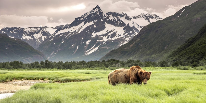 Grizzly bear sighting on an Alaskan excursion (Photo: Robert Frashure/Shutterstock)