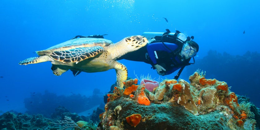Snorkelling in Cozumel (Photo:CAN BALCIOGLU/Shutterstock)