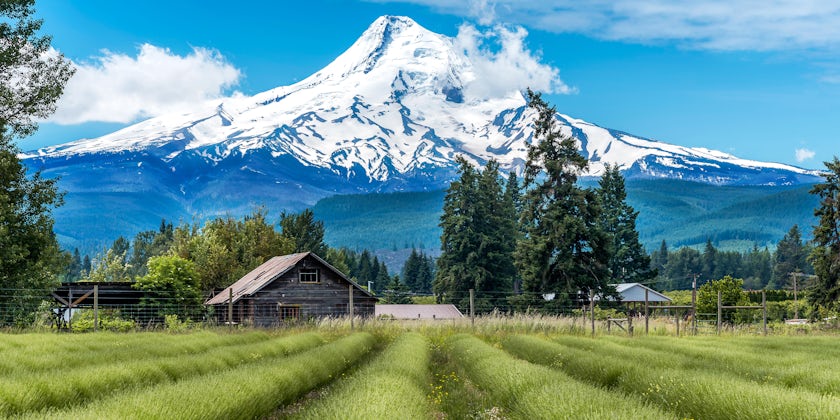Lavender Valley in Hood River with Mt Hood in the Background (Photo: cbartell42/Shutterstock)
