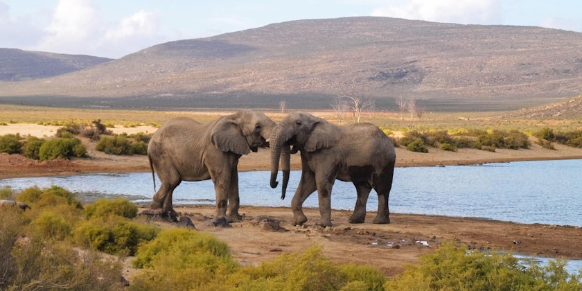 Elephants in The Aquila Private Game Reserve in South Africa (Photo: Amber Walker/Shutterstock)