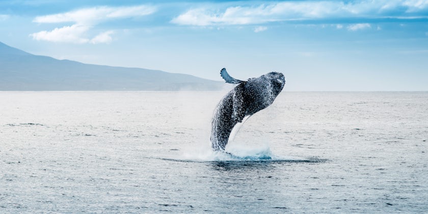 Humpback whale breaching (Photo: Andrea Quartarone/Shutterstock)