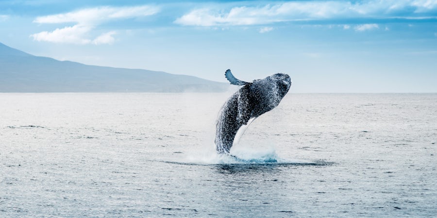 Fred. Olsen Cruise Lines Partners with Conservation Charity for Programme of 2020 Whale Watching Sailings 