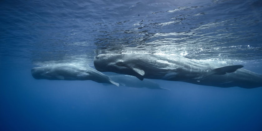 Sperm Whales (Photo: Willyam Bradberry/Shutterstock)
