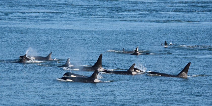 Resident Orcas in British Columbia, Canada (Photo: Karoline Cullen/Shutterstock)