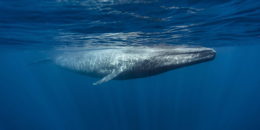 Blue Whale (Photo: Andrew Sutton/Shutterstock)