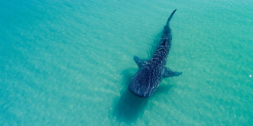 Whale Shark (Photo: Leonardo Gonzalez/Shutterstock)