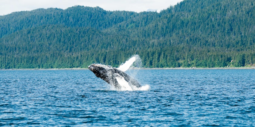 Breaching Humpback Whale in Auk Bay, Juneau (Photo: sahana/Shutterstock)