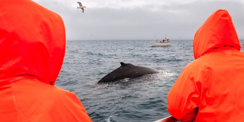 Humpback Whale Watching in Iceland (Photo: Kojin/Shutterstock)