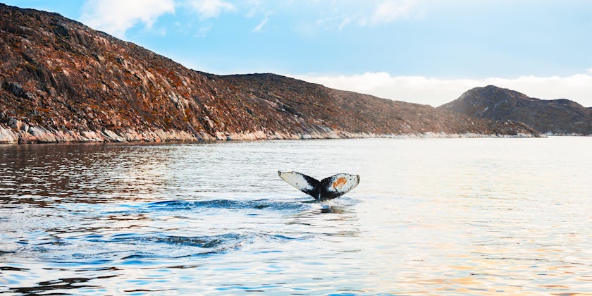 Humpback Whale's Tail Breeching in Greenland (Photo: Olga Gavrilova/Shutterstock)