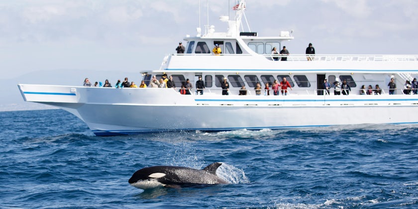 Whale Watchers Watching an Orca (Photo: Tory Kallman/Shutterstock)
