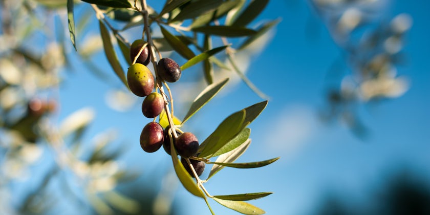 Italian olive branch (via Shutterstock)