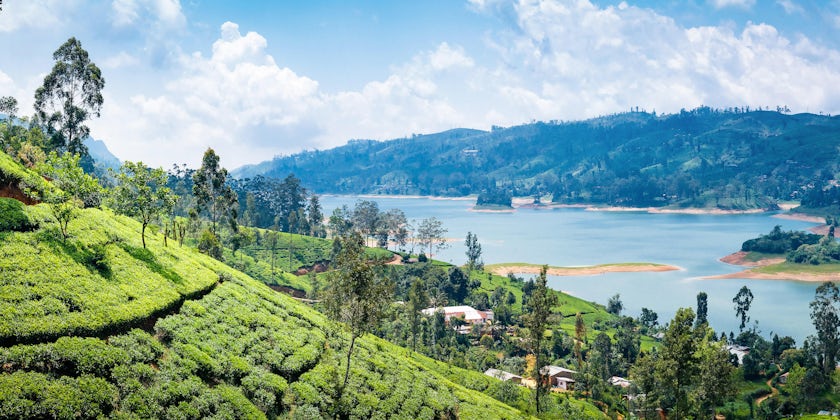 Beautiful View on Tea Plantation Near Nuwara Eliya, Sri Lanka (Photo: kennymax/Shutterstock)