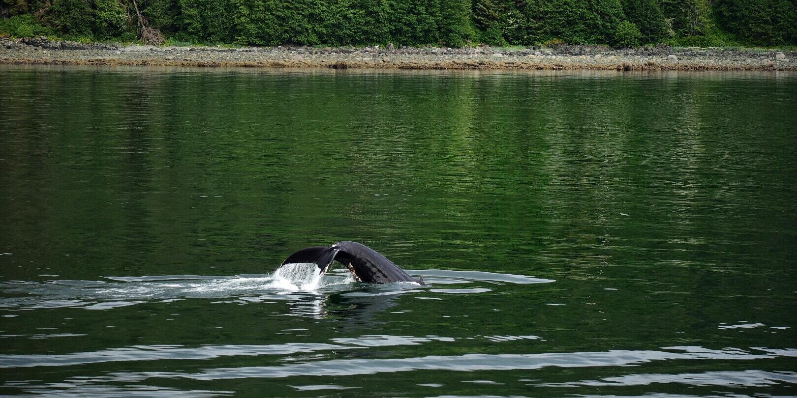 Alaska Cruisetours 6 Things You Need To Know Alaska Cruises