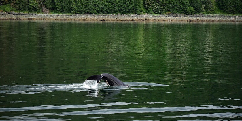 Whale watching in Juneau, Alaska (Photo: Christina Janansky/Cruise Critic)