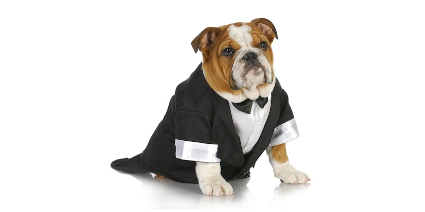 Dog in Tuxedo (Photo: WilleeCole Photography/Shutterstock)