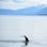 Whale Quest Juneau Whale-Watching Excursion Review