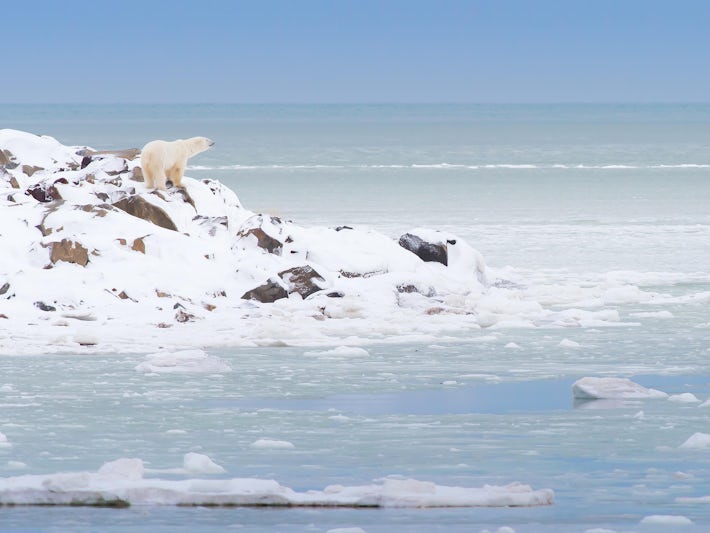 A Polar Bear on Snowy Rocky Terrain in Churchill, Canada (Photo: Don Laidlaw/Shutterstock)