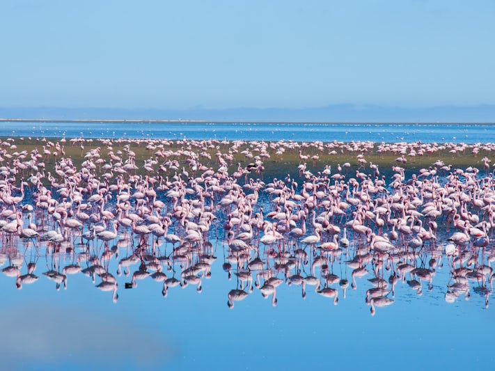 Flock of flamingos at Atlantic Ocean in Walvis Bay, Namibia (Photo: Johannes Laufs/Shutterstock)
