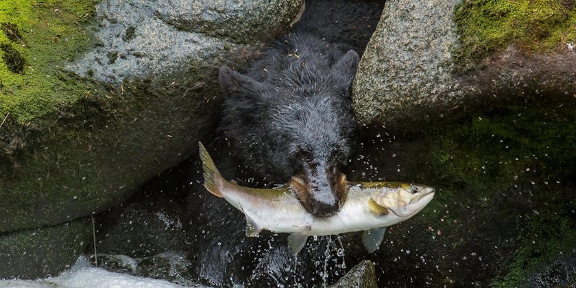 Bear catching a wild salmon (Photo:GoofyontheHiSeas/Cruise Critic Forums)