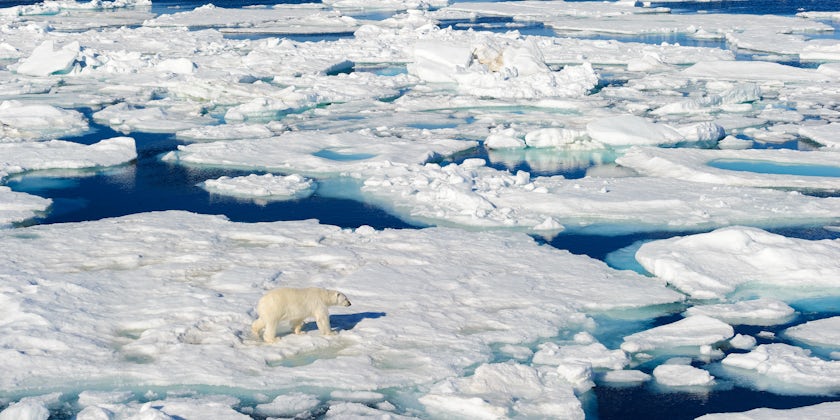 A Lone Polar Bear Walking Along Ice in the Arctic Circle (Photo: Don Landwehrle/Shutterstock)