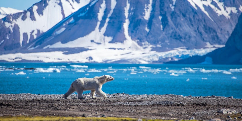 Polar Bear in South Spitsbergen (Photo: Kris Grabiec/Shutterstock)