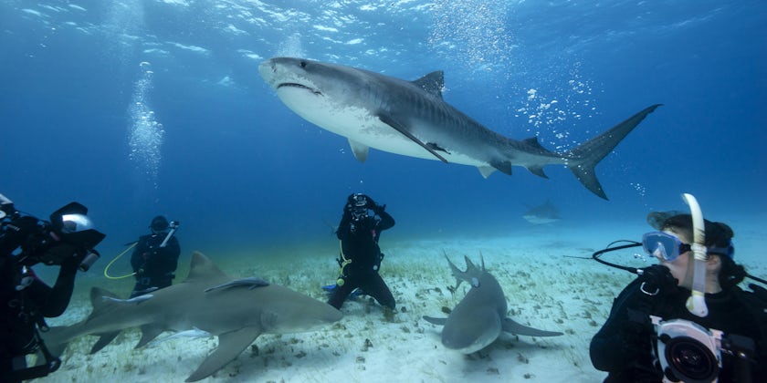 Tiger Shark Swimming over a Group of Scuba Divers, on a Sandy Bottom in the Bahamas (Photo: wildestanimal/Shutterstock)