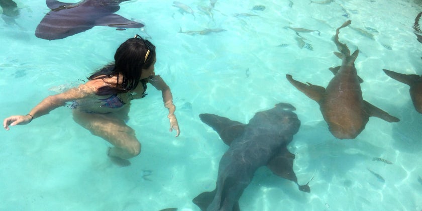 Swimming with sharks in the Bahamas (Photo: Zoe Esteban/Shutterstock.com)
